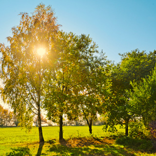 Gedenkbaum-Gruppe von  für Peter Fichtner 