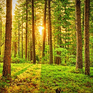 Gedenkwald von Alle die Dich lieben und vermissen für Alexander Stärker 